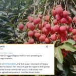 তেজপুৰ লিচু:বিশ্ববজাৰত,  দুবাইলৈ প্ৰথম ৰপ্তানি