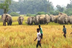 মানুহ-হাতী সংঘাতত ৭২ ঘণ্টাত ৬ লাখ টকা ক্ষতিপূৰণ অঞ্চলভিত্তিক ৰণনীতি ঘোষণা