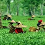 টিনচুকিয়াৰ খোবঙ চাহ বাগিচাত বিশেষভাবে সক্ষম মহিলাৰ ওপৰত ধর্ষণ আৰু হত্যাৰ চেষ্টা