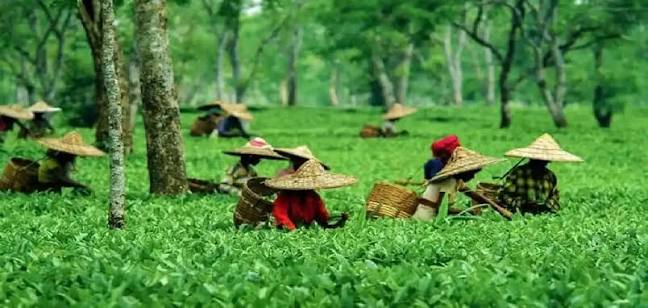 টিনচুকিয়াৰ খোবঙ চাহ বাগিচাত বিশেষভাবে সক্ষম মহিলাৰ ওপৰত ধর্ষণ আৰু হত্যাৰ চেষ্টা