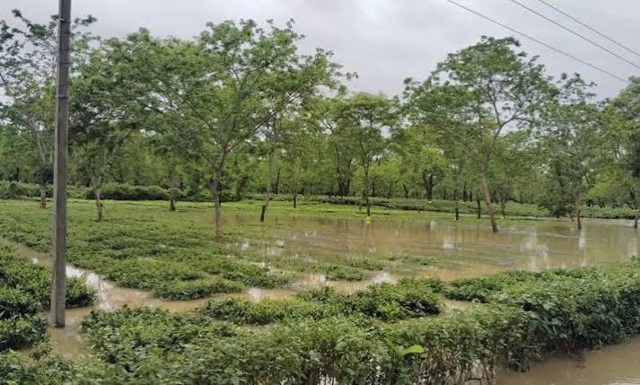 গুৱাহাটী টি অক্সন মূল্য হ্ৰাস