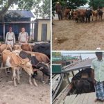 দক্ষিণ শালমাৰাত ৫১টা গৰু আৰু নাও জব্দ, এজন আটক