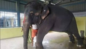 গুৱাহাটী উচ্চ ন্যায়ালয়ে তামিলনাডুত থকা অসম হাতীৰ পুনর্বাসনৰ রিপোর্ট বিচাৰিলে
