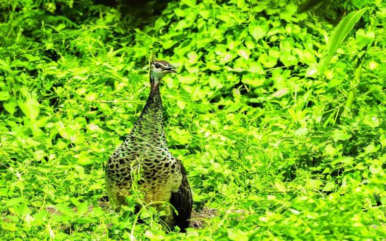 অৰং ৰাষ্ট্ৰীয় উদ্যানত প্ৰথমবাৰৰ বাবে ময়ূৰৰ উপস্থিতি নিশ্চিত