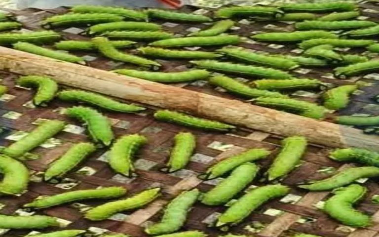 মিজোৰামৰ পৰা অসমলৈ মুগা পলুৰ বীজ যোগান