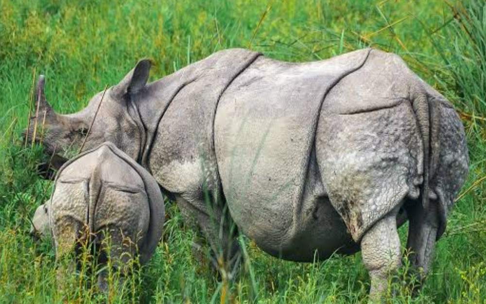 বিশ্বত একখৰ্গীয়া গঁড়ৰ সংখ্যা ৪,০৭৫লৈ বৃদ্ধি