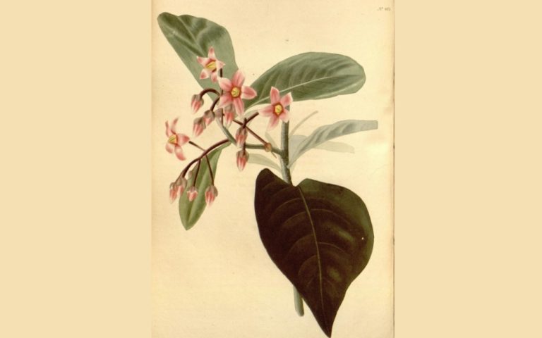 ২০৪ বছৰৰ পিছত অসমত বিৰল উদ্ভিদৰ পুনৰ সন্ধান