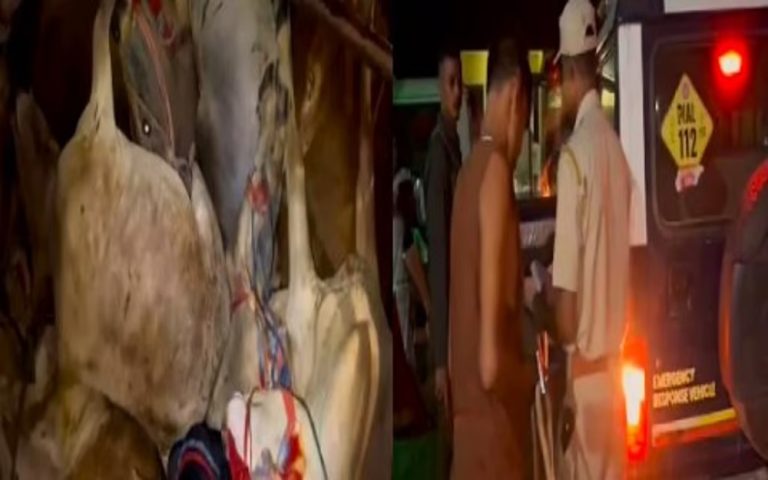 কলিয়াবৰত ট্ৰাকৰ গোপন কক্ষৰ পৰা ৩০টা গৰু উদ্ধাৰ, চালক গ্ৰেপ্তাৰ